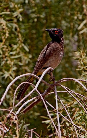 037 Fish River Canyon, maskerbuulbuul.JPG